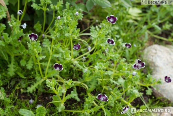 Ανθίζοντας Νεμόφιλα