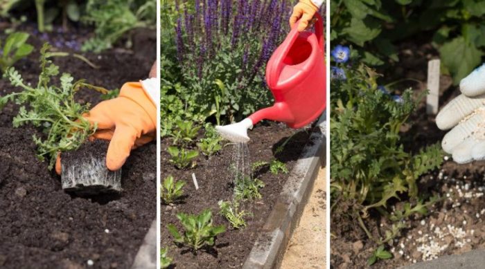 Φύτευση νεμόφιλας