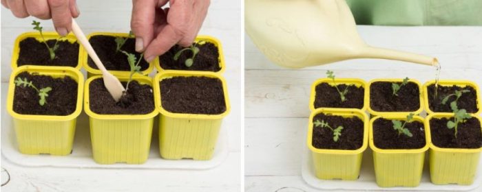 Σπορά σπόρων για σπορόφυτα