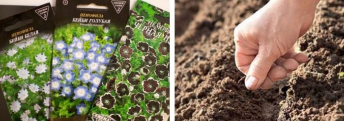 Σπορά nemophila στο έδαφος