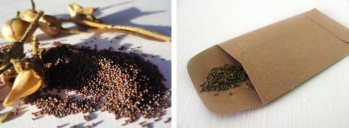 Σπόροι Νεμόφιλας