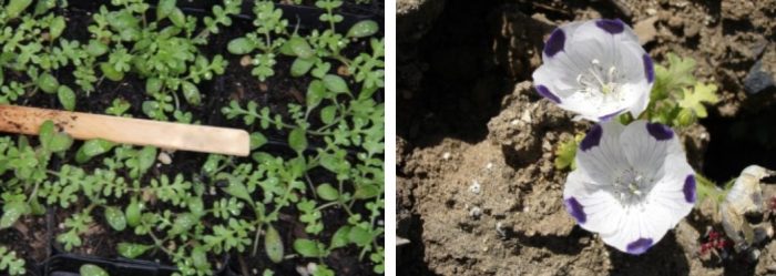 Φύτευση Νεμόφιλας