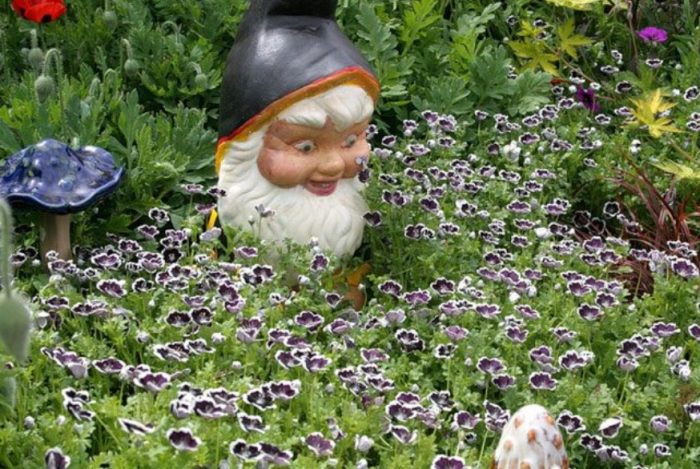 Νεμόφιλα στον κήπο