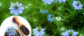 Цвете и семена от нигела