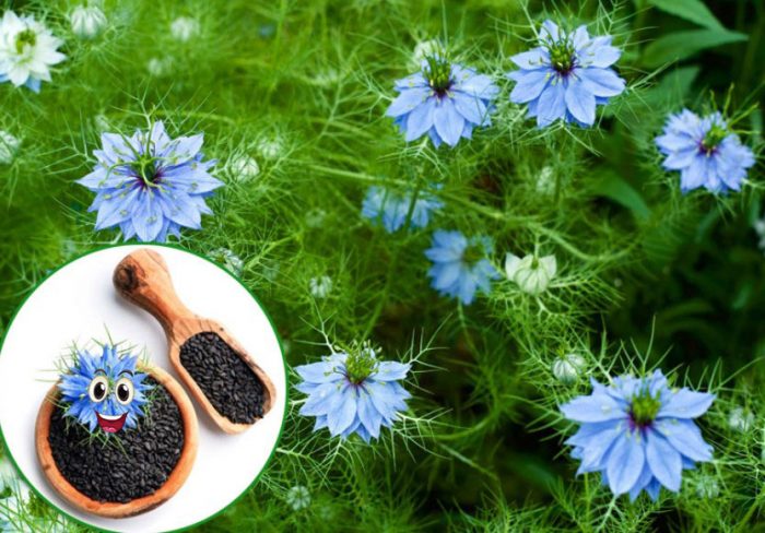 Λουλούδι και σπόροι Nigella