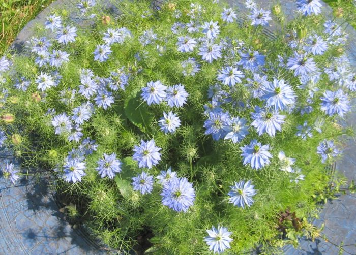 Η Νιγέλα στον κήπο