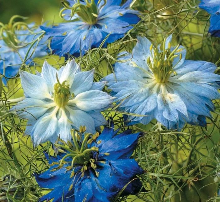 Ποικιλία Dwarf Judy Blue