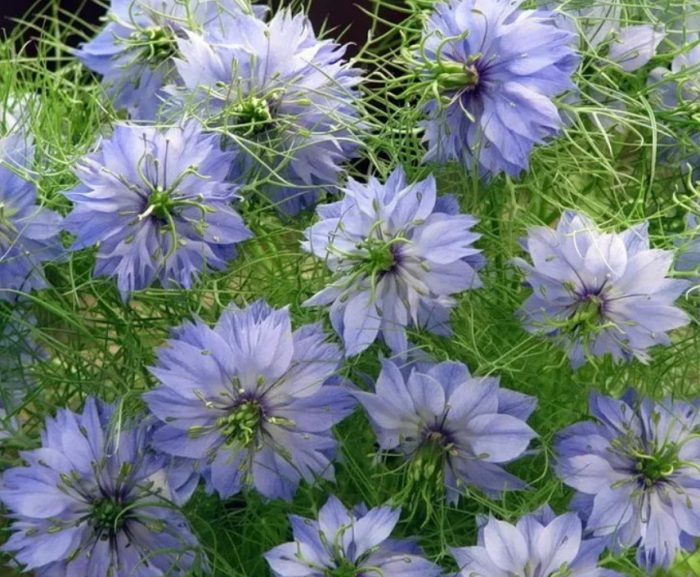 Μπλε Nigella Cambridge