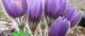 Трева за сънища