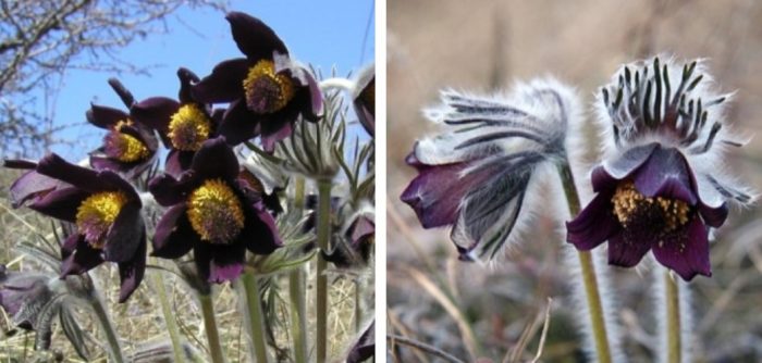 Разнообразие Нигриканс