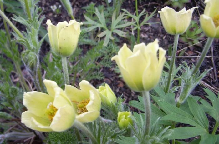 Вид лумбаго