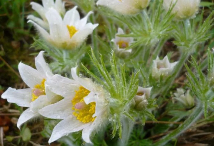 Алпийска гледка