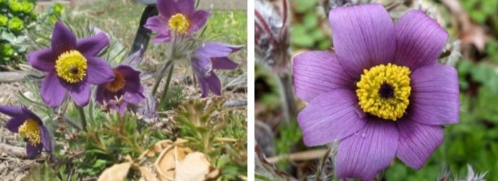 Сорт Амоена