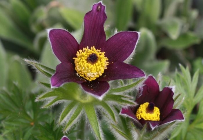 Разнообразие от Атросангуиния