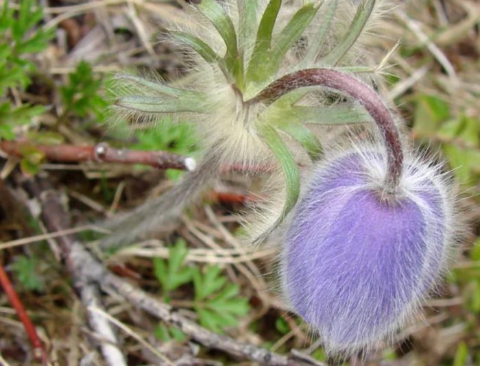 Аянски вид пасквош