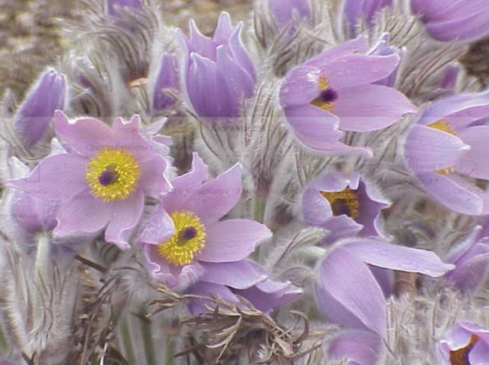 Голяма пулсатила