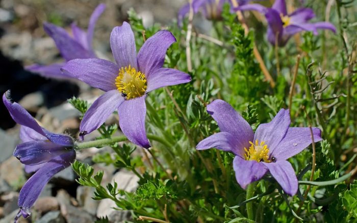 Пулсатила на Бънге