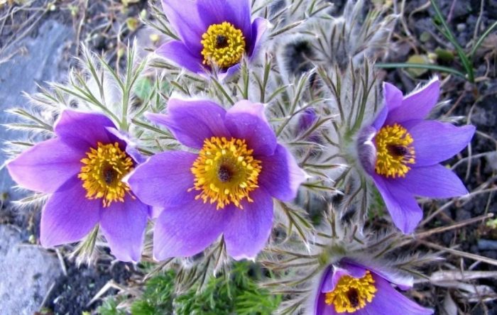 Прострея цветя