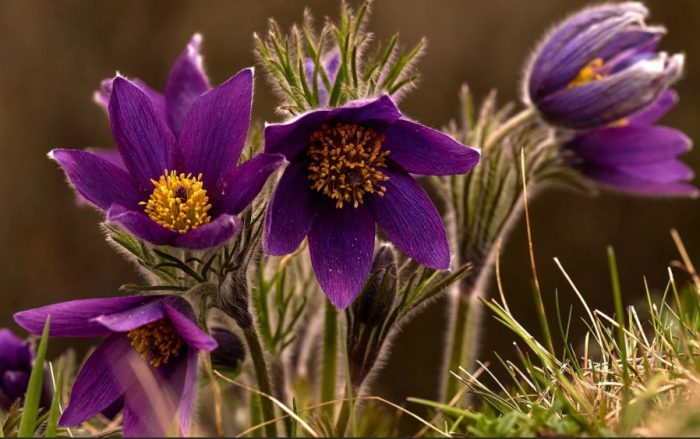 Пулсатила пурпуреа