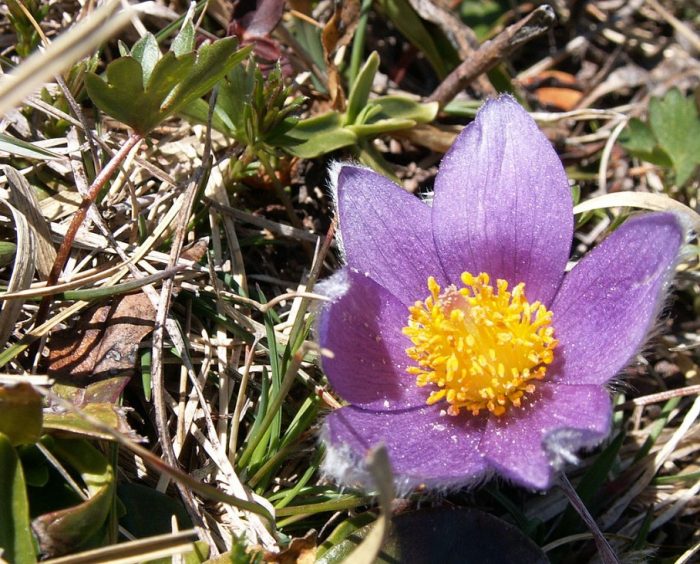 Видове Gallera pulsatilla