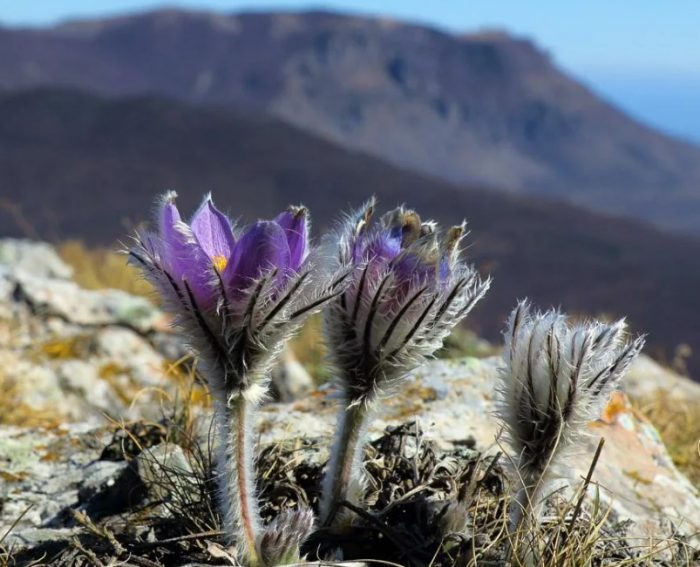 Планински цвят на саванната