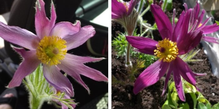 Сорт Грандис