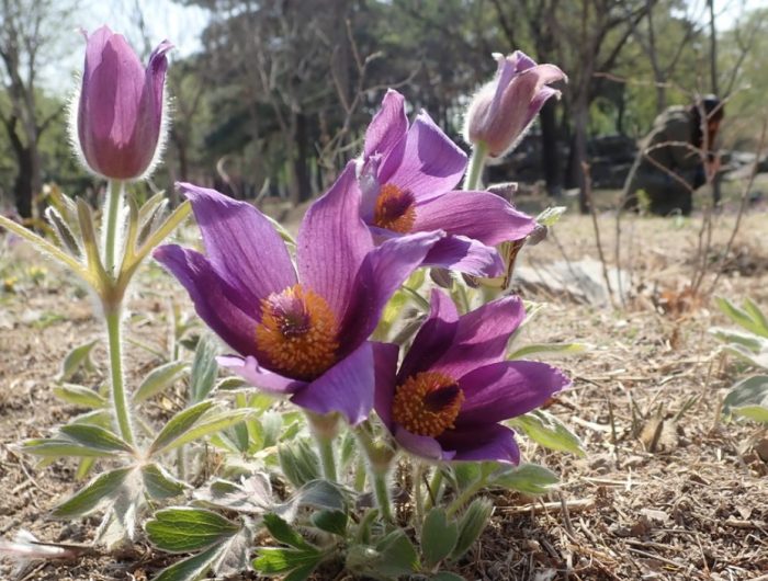 Китайска трева за сънища