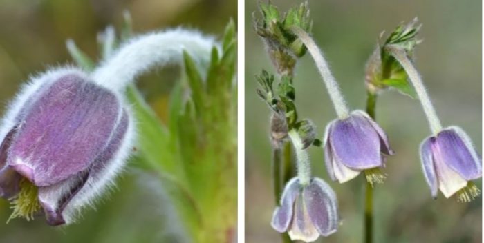 Пасхално цвете