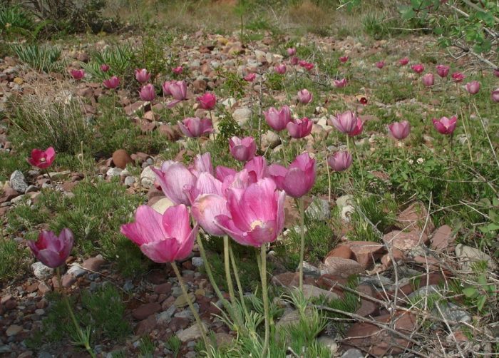 Изглед към Костичев