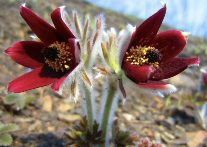 Червен цвят на саска