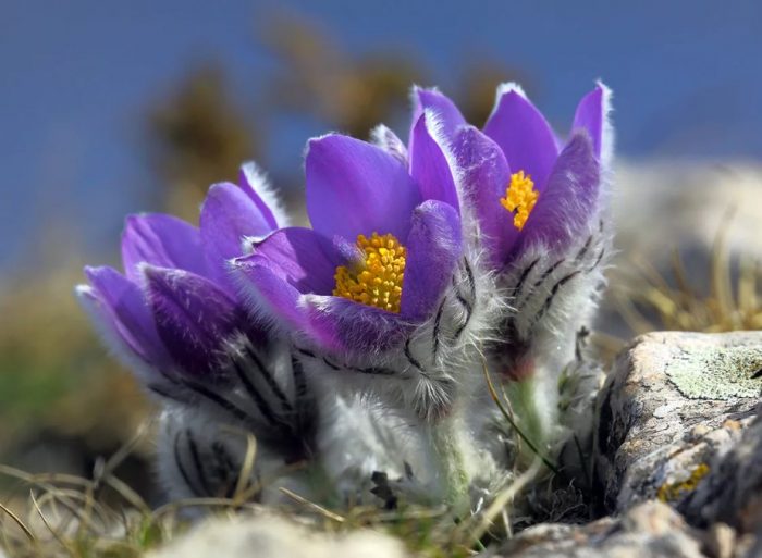 Кримска пулсатила