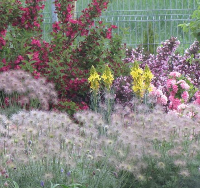 Избледнял пасквош