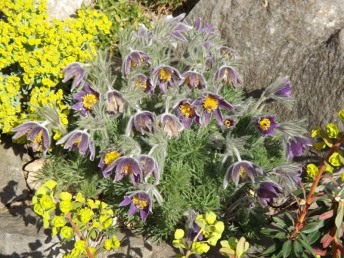 Издънка сред цветя