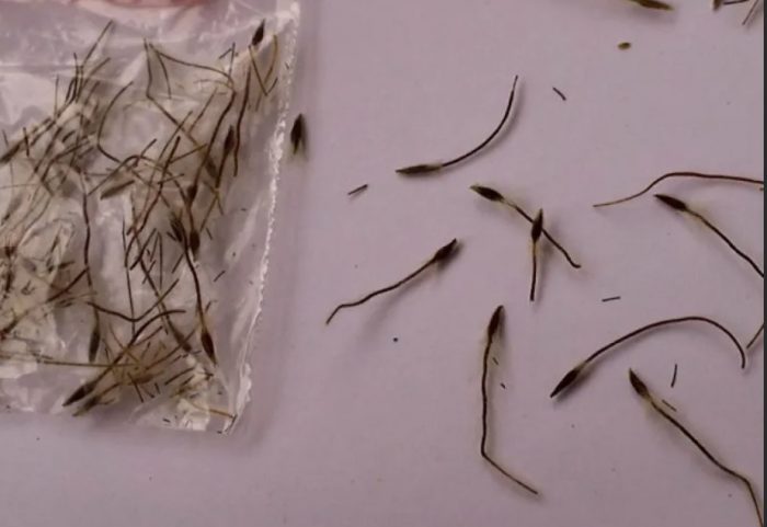 Семена от цвят на пасхално дърво