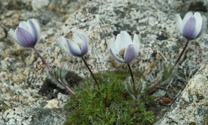 Лумбаго в Магадан