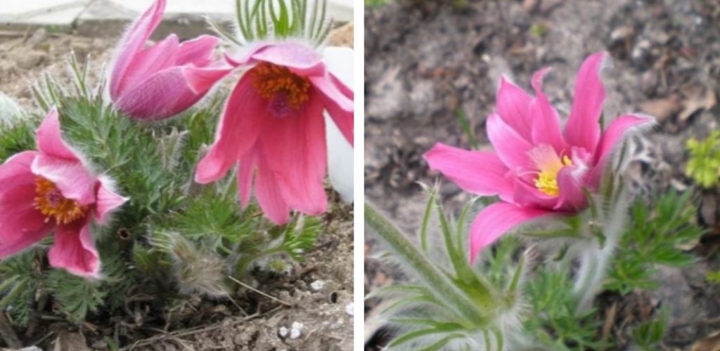 Разнообразие Мистър ван де Елст