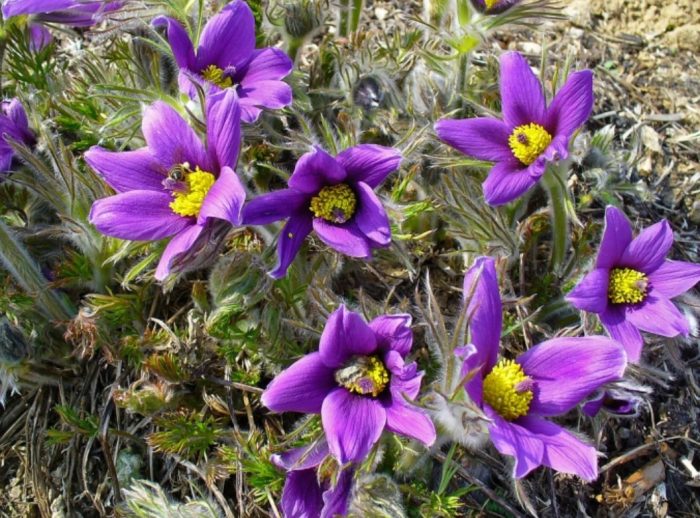 Обикновен цвят на сайда