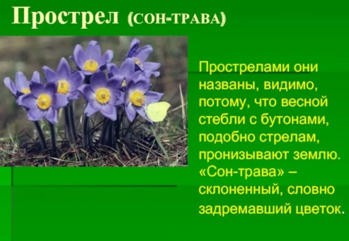 Имена на цветето Пасква