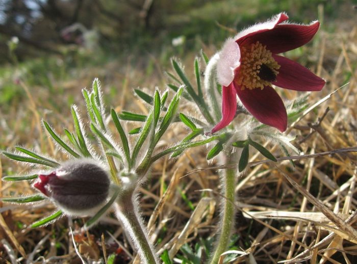 Увиснал тип лумбаго