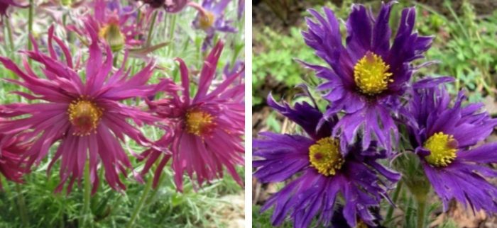 Сорт Папагено