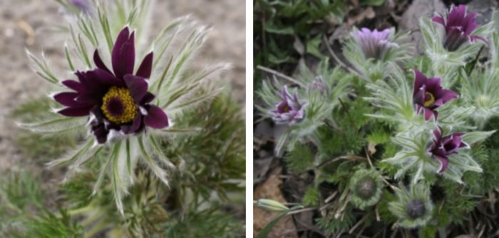 Черен сорт Папагено