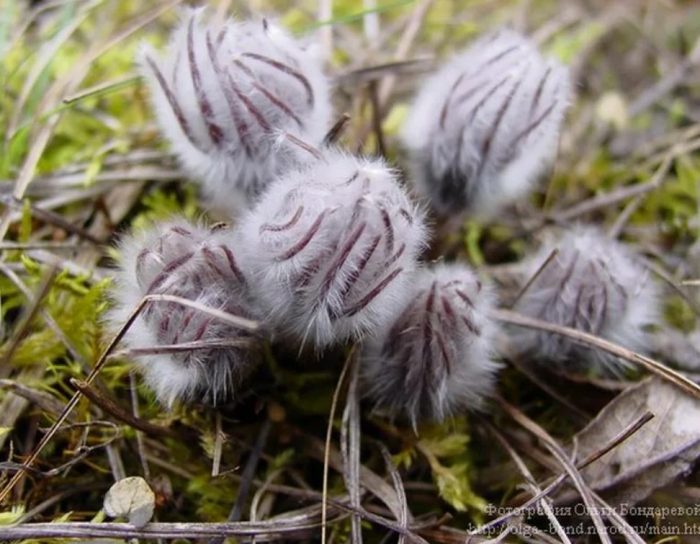 Плодове на Пулсатила