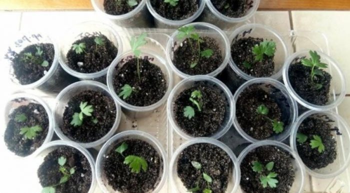 Изкопани разсад