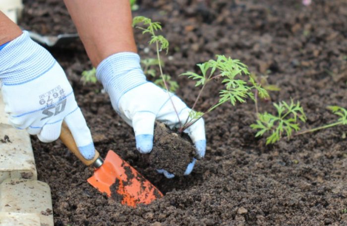 Засаждане на пасквош в земята