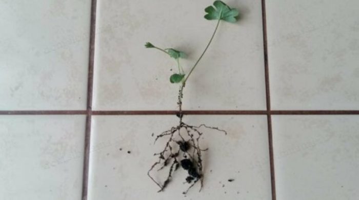 Разсад от Pulsatilla