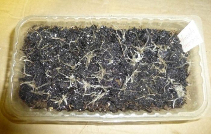 Засяване на семена в контейнер