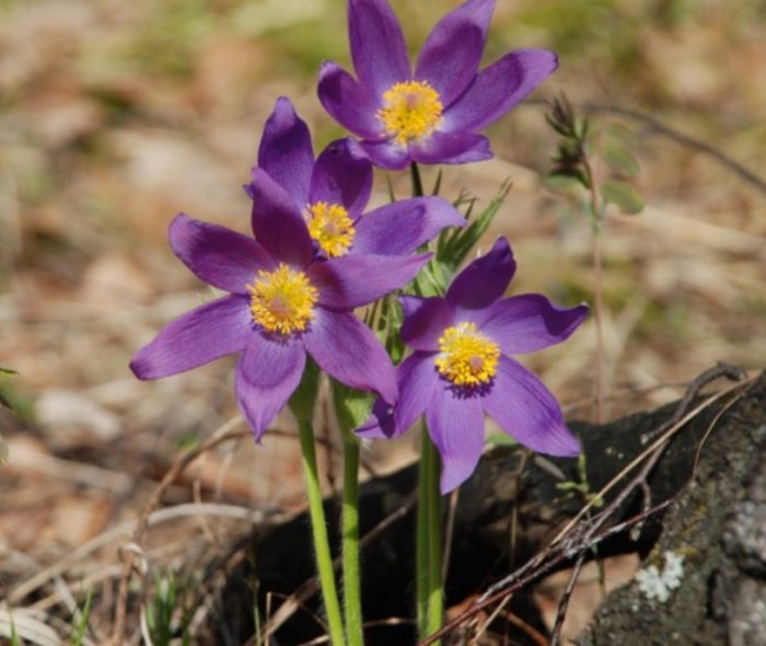 Отворено лумбаго