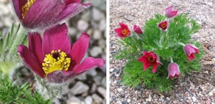 Разнообразие от Rote Glock