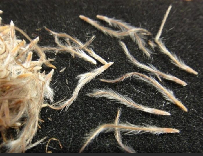 Семена от цвят на пасхално дърво