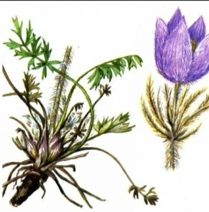 Структурата на пулсатилата